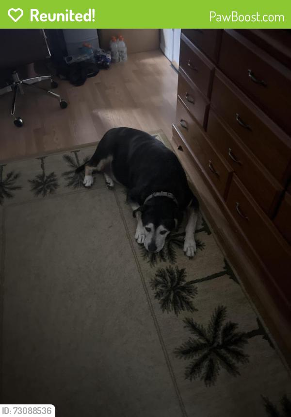 Reunited Male Dog last seen Towards n citrus springs blvd, Dunnellon, FL 34433