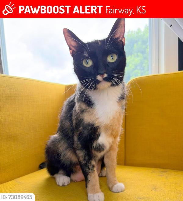 Lost Female Cat last seen Fairway Triangle, Fairway, KS 66205