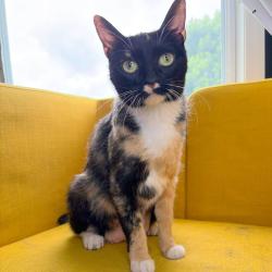 Lost Female Cat last seen Fairway Triangle, Fairway, KS 66205