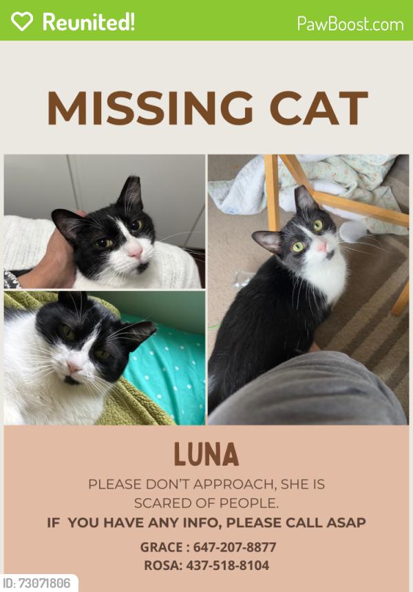 Reunited Female Cat last seen Sherwood Avenue and Warden Avenue, Toronto, ON M1R 1N8