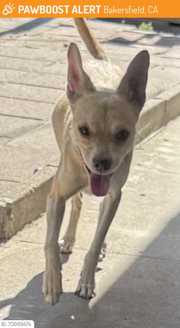 Found/Stray Male Dog last seen Palm & Real, Bakersfield, CA 93309
