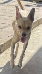 Found/Stray Male Dog last seen Palm & Real, Bakersfield, CA 93309