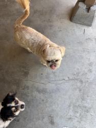 Lost Male Dog last seen Near N Nantucket Avenue Fresno CA 93704, Fresno, CA 93704