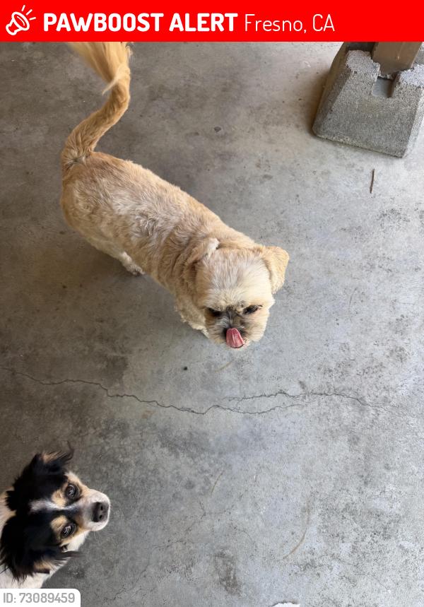 Lost Male Dog last seen Near N Nantucket Avenue Fresno CA 93704, Fresno, CA 93704