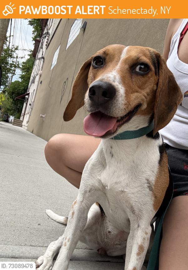 Found/Stray Female Dog last seen Centre Street Pub, Schenectady, NY 12305