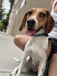 Found/Stray Female Dog last seen Centre Street Pub, Schenectady, NY 12305