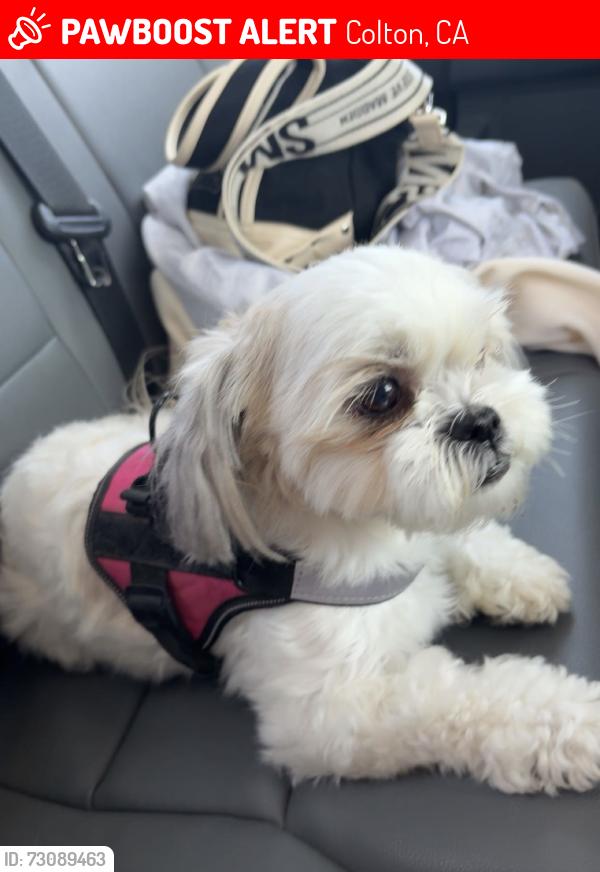 Lost Female Dog last seen Near west e st Colton ca, Colton, CA 92324