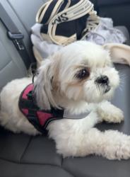 Lost Female Dog last seen Near west e st Colton ca, Colton, CA 92324