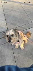 Lost Female Dog last seen S clbh drive, Coeur d'Alene, ID 83814