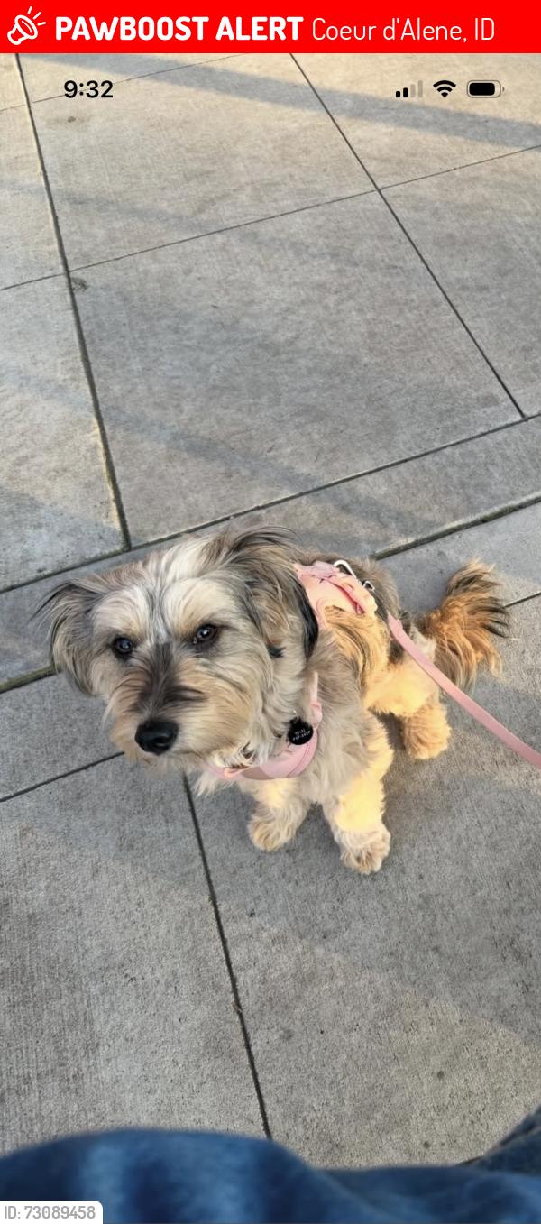 Lost Female Dog last seen S clbh drive, Coeur d'Alene, ID 83814