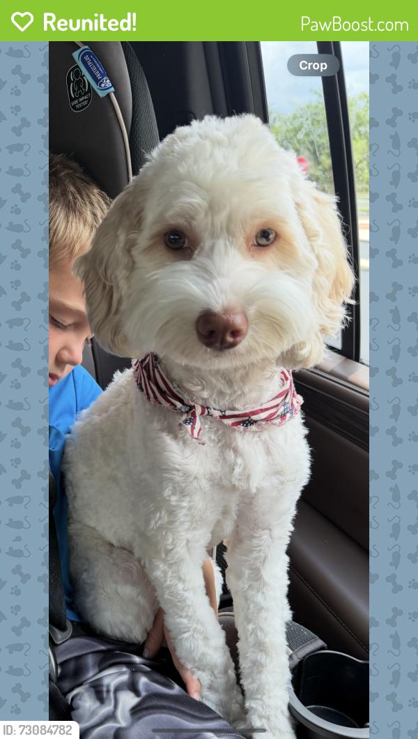 Reunited Female Dog last seen Scott lake road Lakeland Fl , Lakeland, FL 33813