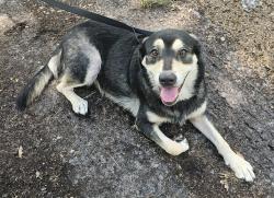 Found/Stray Female Dog last seen SE 96 Court, Summerfield, FL 34491