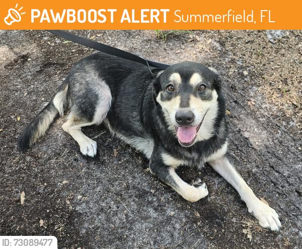 Found/Stray Female Dog last seen SE 96 Court, Summerfield, FL 34491