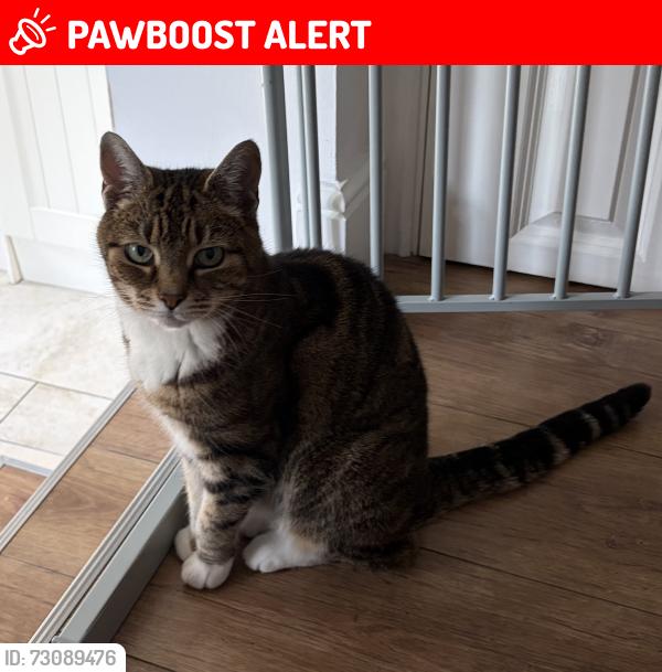 Lost Female Cat last seen Garden of 79 Stanley Road, South Woodford, Greater London, England E18 2NR