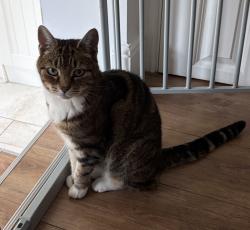 Lost Female Cat last seen Garden of 79 Stanley Road, South Woodford, Greater London, England E18 2NR