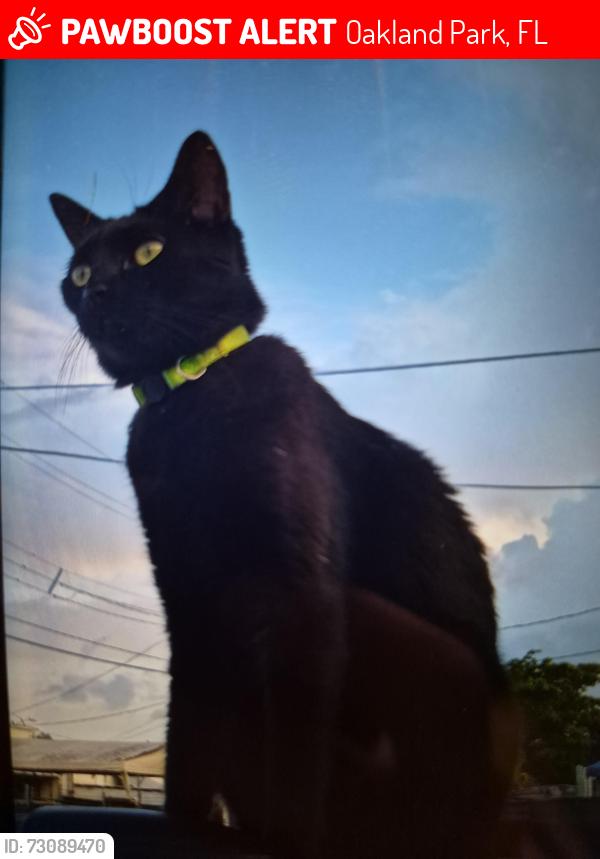 Lost Female Cat last seen Powerline road somewhere around the train crossing, Oakland Park, FL 33309