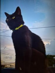 Lost Female Cat last seen Powerline road somewhere around the train crossing, Oakland Park, FL 33309