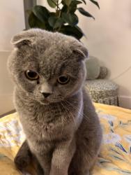 Lost Male Cat last seen Camden Hill Gardens , Greater London, England W8 7AY