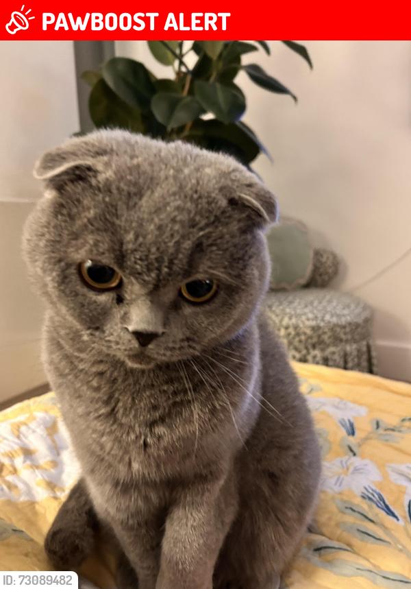 Lost Male Cat last seen Camden Hill Gardens , Greater London, England W8 7AY