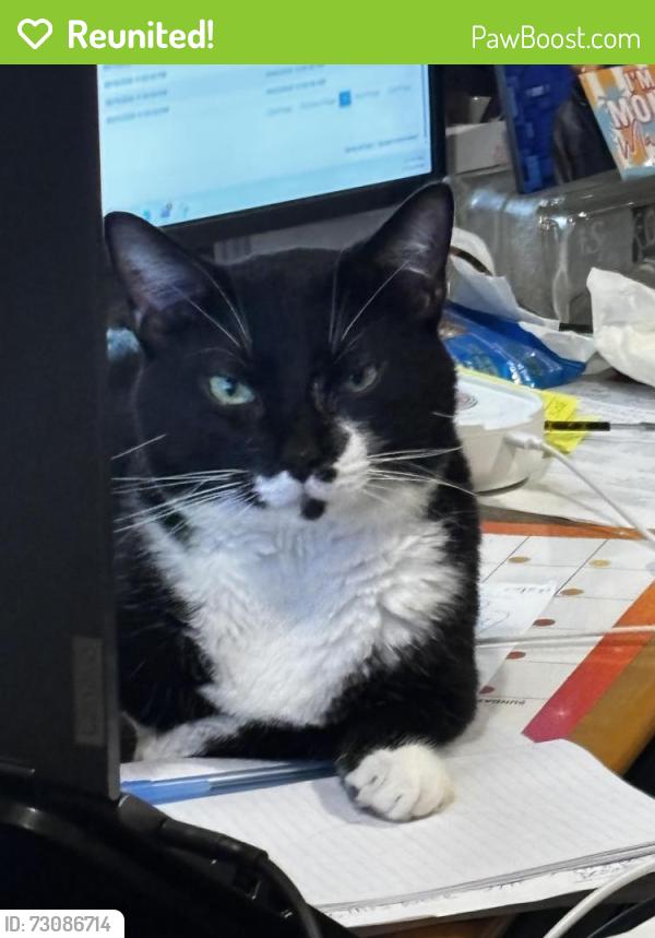 Reunited Male Cat last seen Slate Oaks Lane and Majestic Falls Dr. , Richmond, TX 77469