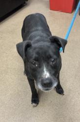 Shelter Stray Female Dog last seen Near Hanover Woods Rd Lithonia, GA 30058, 30058, GA, 3280 Chamblee Dunwoody Rd, Chamblee, GA 30341, USA