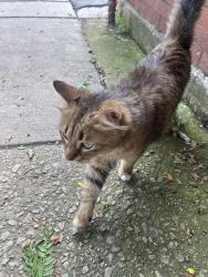 Reunited Unknown Cat last seen Berteau and Damen, Chicago, IL 60613