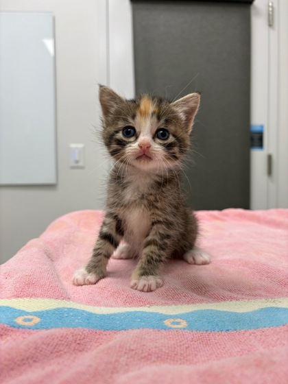 Shelter Stray Female Cat last seen Euclid Park 64127, 64127, MO, 7077 Elmwood Ave, Kansas City, MO 64132, USA