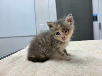 Shelter Stray Female Cat last seen Near Garner Ave 64124, 64124, MO, 7077 Elmwood Ave, Kansas City, MO 64132, USA