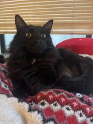 Lost Male Cat last seen S River Pkwy and Moody, Portland, OR 97201