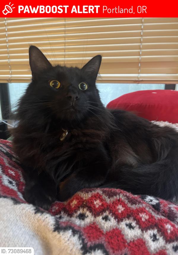 Lost Male Cat last seen S River Pkwy and Moody, Portland, OR 97201