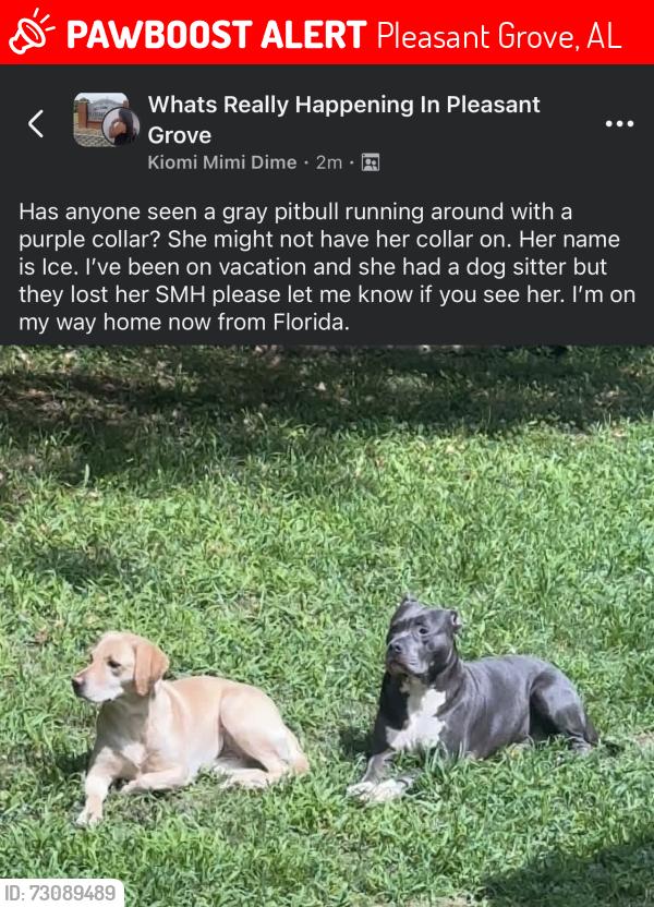 Lost Female Dog last seen Pleasant grove park, Pleasant grove elementary, Pleasant Grove, AL 35127