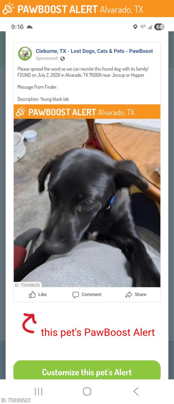 Found/Stray Male Dog last seen Hopper/Jessup, Alvarado, TX 76009