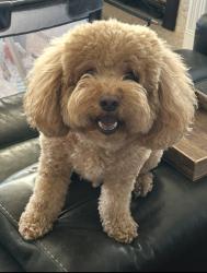 Reunited Male Dog last seen Farragut and Mystic, Foster City, CA 94404