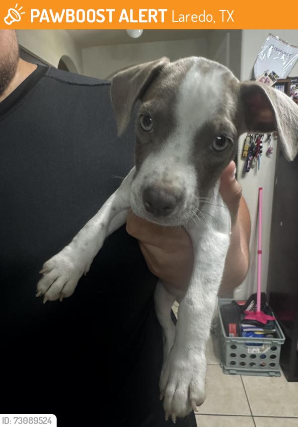 Found/Stray Female Dog last seen United south high school, Laredo, TX 78046