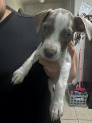 Found/Stray Female Dog last seen United south high school, Laredo, TX 78046