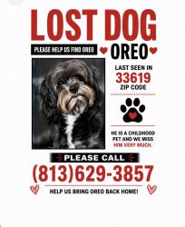 Lost Male Dog last seen tidewater, Clair-Mel City, FL 33619