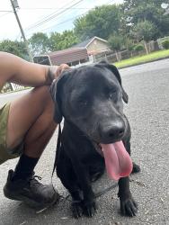 Found/Stray Female Dog last seen Cockburn strret, Dalton, GA 30721