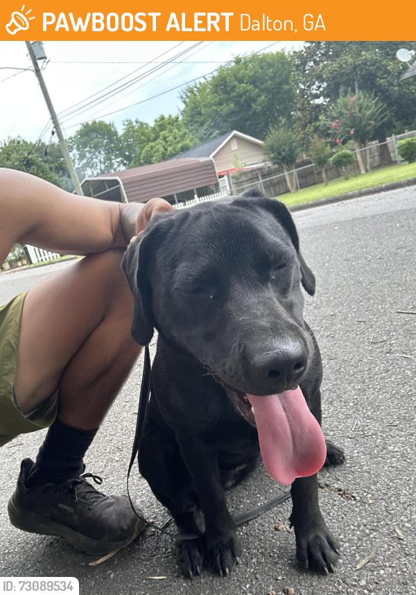 Found/Stray Female Dog last seen Cockburn strret, Dalton, GA 30721