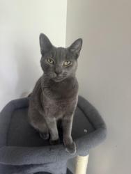 Lost Female Cat last seen In skyline heights, went into woods. Could be by bluebell drive or holly lane , Smithfield Township, PA 18301