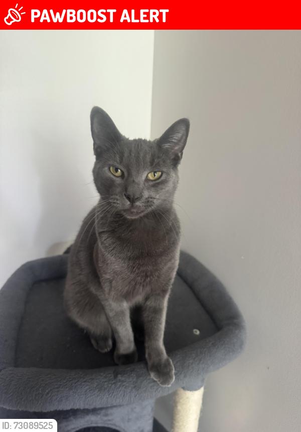 Lost Female Cat last seen In skyline heights, went into woods. Could be by bluebell drive or holly lane , Smithfield Township, PA 18301