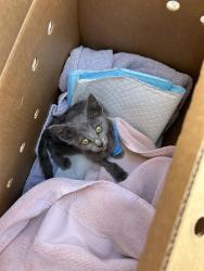 Shelter Stray Male Cat last seen Near Metric Boulevard, AUSTIN, TX, 78758, 7201 Levander Loop bldg a, Austin, TX 78702, USA