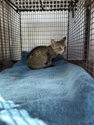 Shelter Stray Female Cat last seen Near Tx-71, AUSTIN, TX, 78742, 7201 Levander Loop bldg a, Austin, TX 78702, USA