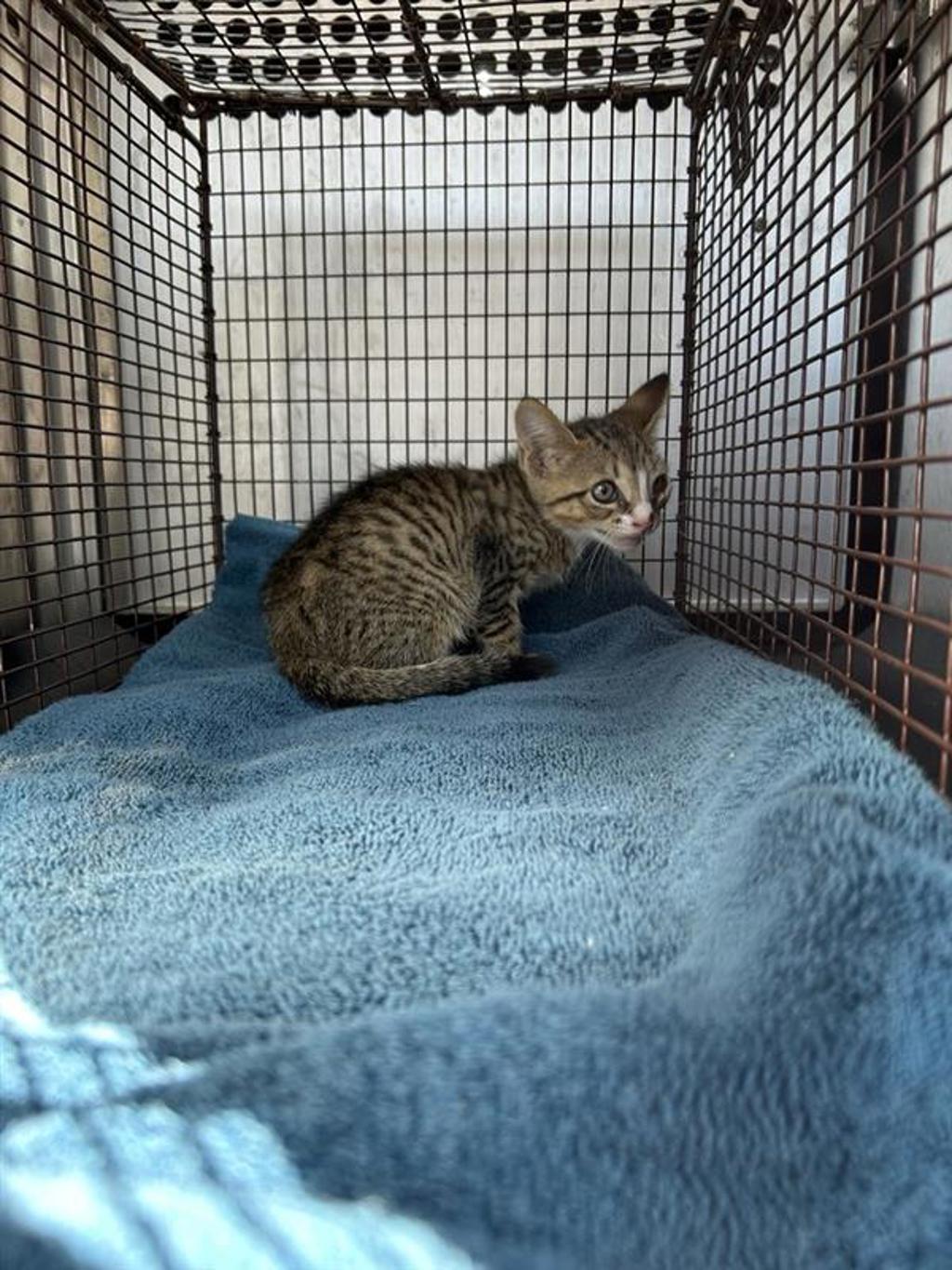 Shelter Stray Female Cat last seen Near Tx-71, AUSTIN, TX, 78742, 7201 Levander Loop bldg a, Austin, TX 78702, USA