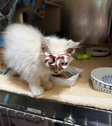 Shelter Stray Male Cat last seen Near Heron Lane, Imperial Beach, CA, 91932, 5500 Gaines St, San Diego, CA 92110, USA