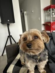 Lost Male Dog last seen Mariposa, Hesperia, CA 92345