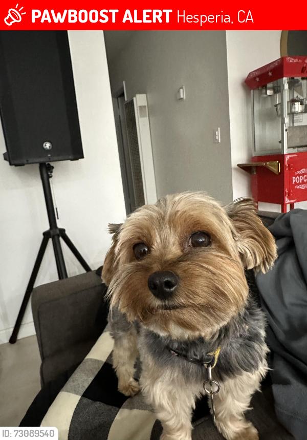 Lost Male Dog last seen Mariposa, Hesperia, CA 92345