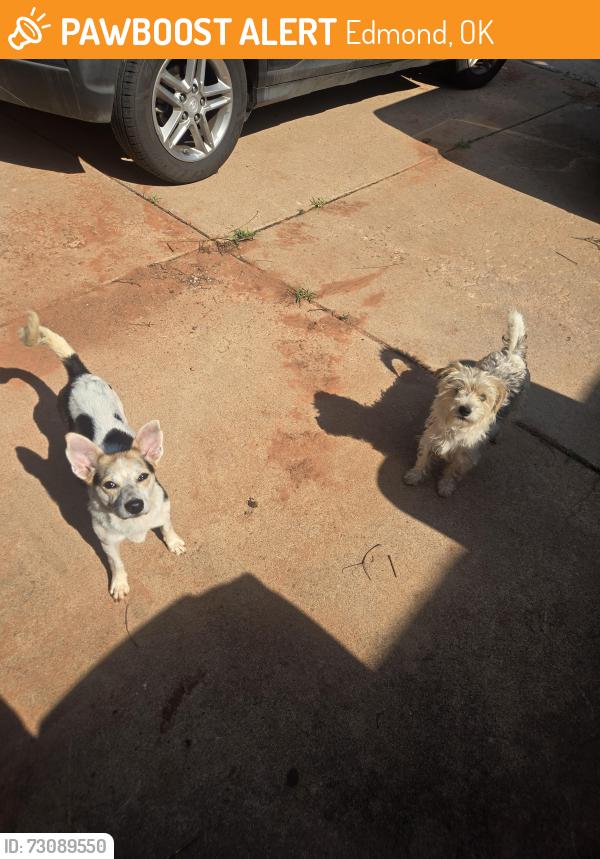 Found/Stray Male Dog last seen Rankin & ridgecrest, Edmond, OK 73013