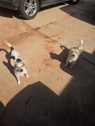 Found/Stray Male Dog last seen Rankin & ridgecrest, Edmond, OK 73013