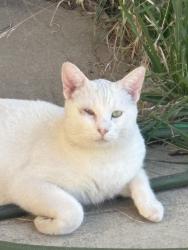 Lost Male Cat last seen Ashlan and Cornelia, Fresno, CA 93722