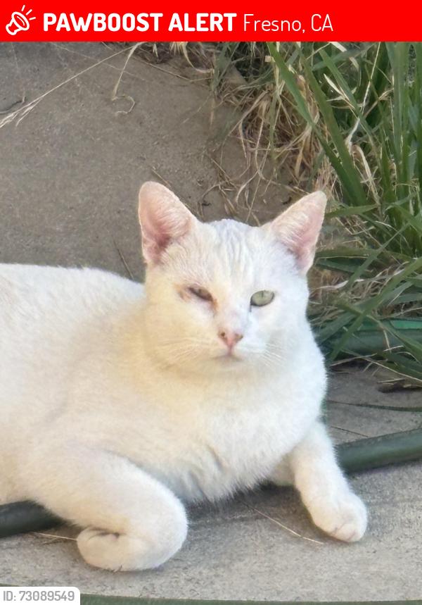 Lost Male Cat last seen Ashlan and Cornelia, Fresno, CA 93722